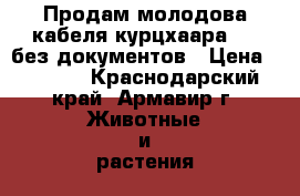 Продам молодова кабеля курцхаара .   без документов › Цена ­ 2 000 - Краснодарский край, Армавир г. Животные и растения » Собаки   . Краснодарский край